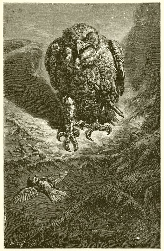Jestřáb a slavík od Ernest Henry Griset
