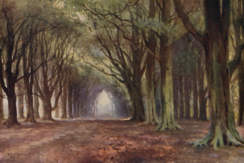 The Beech Avenue, Thoresby (barevné lito) od Ernest William Haslehust