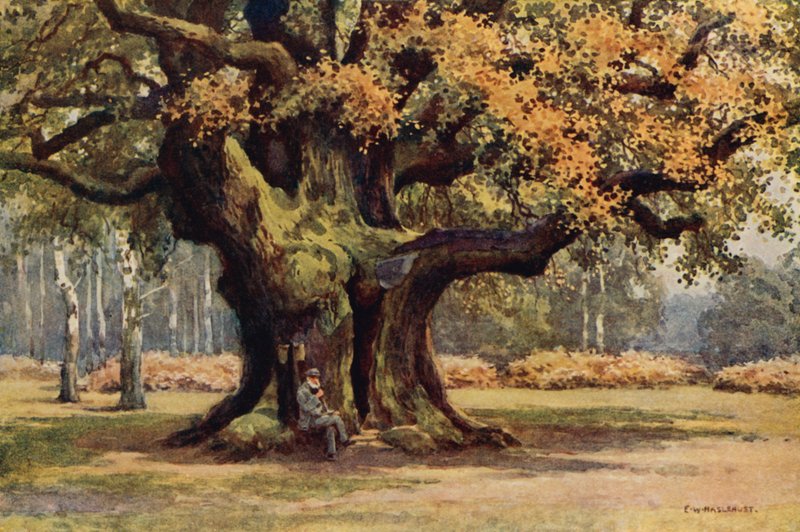 The Major Oak, Thoresby Park (barva lito) od Ernest William Haslehust