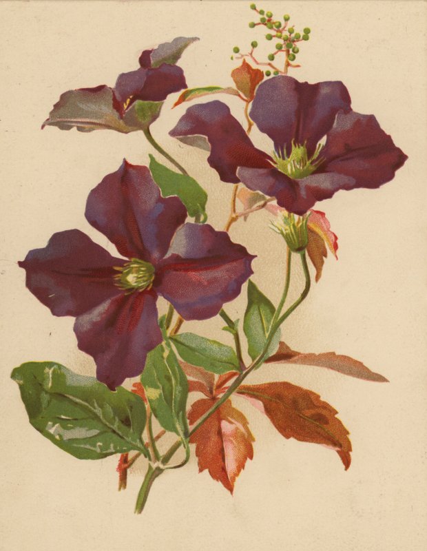 Clematis a virginská liána (chromolitho) od Ethel C. Nisbet