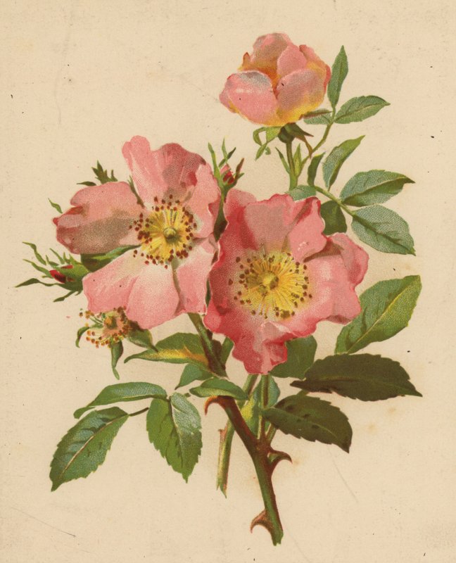 Psí růže (chromolitho) od Ethel C. Nisbet