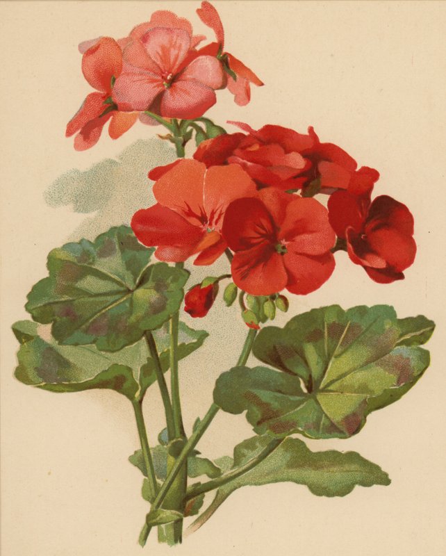 Geranium (chromolitho) od Ethel C. Nisbet