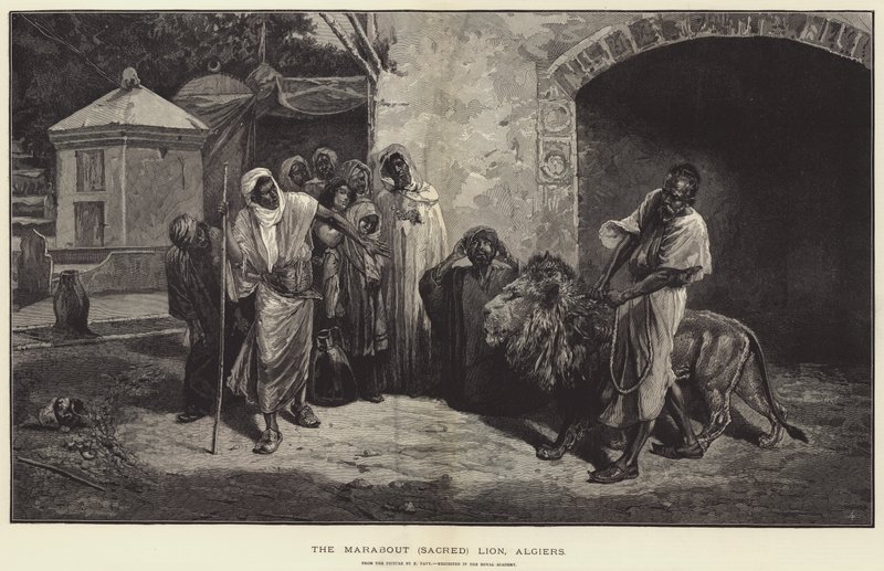 Posvátný lev Marabout, rytina Alžíru od Eugene Pavy
