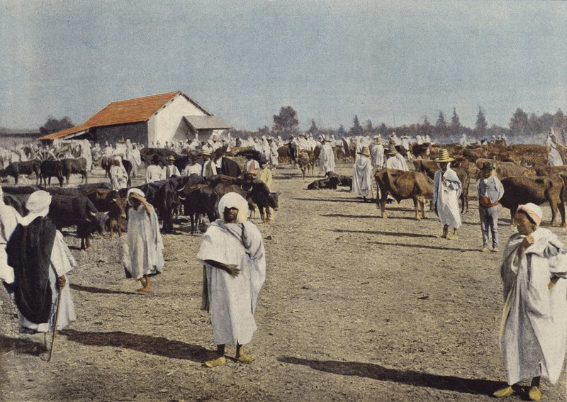 Veletrh hospodářských zvířat v Sidi-Bel-Abbes od European Photographer