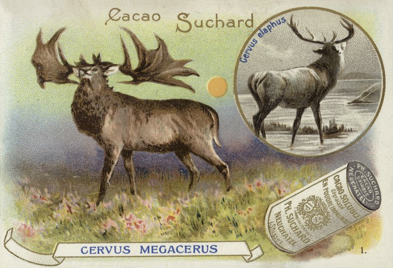 Megaloceros a jelen lesní od European School