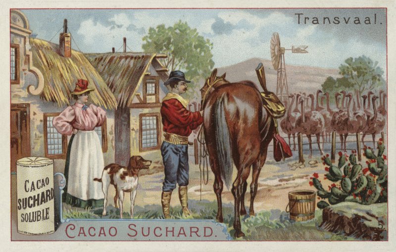 Pštrosí farma, Transvaal od European School