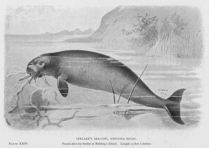 Stellerova mořská kráva, Rhytina Gigas od European School