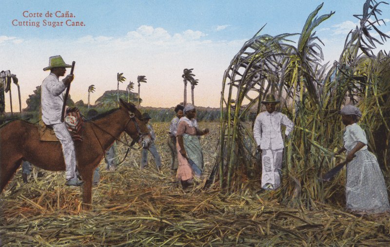 Havana, Kuba: Řezání cukrové třtiny (foto) od European Photographer