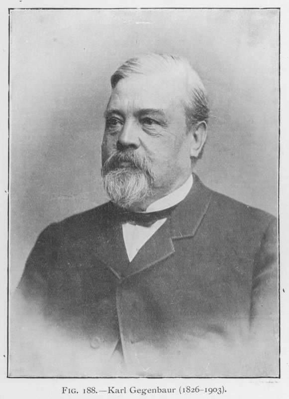 Karl Gegenbaur (1626-1903), portrét (čb foto) od European Photographer