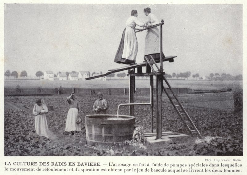 La Culture Des Radis En Baviere (černobílá fotografie) od European Photographer