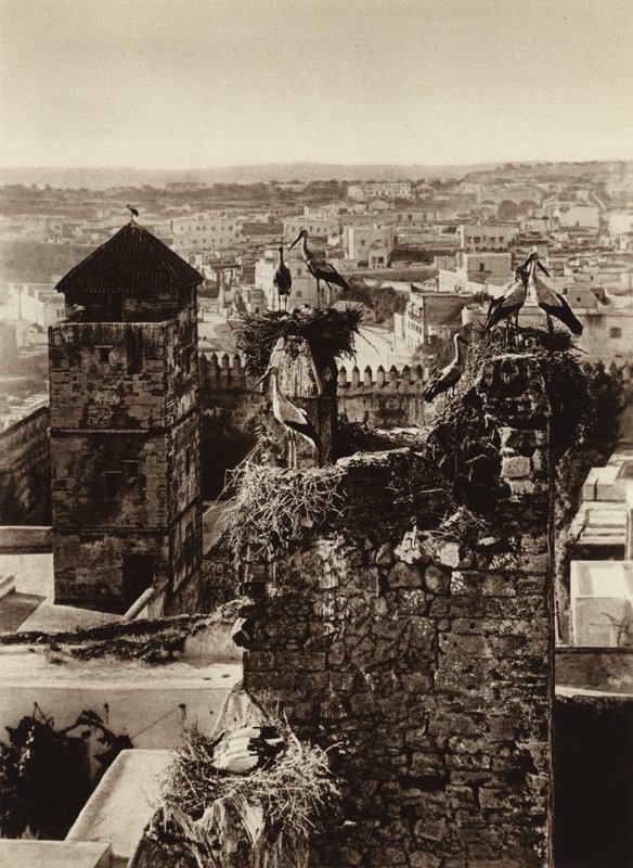 Rabat, čápi v Kasbah Oudaya (černobílá fotografie) od European Photographer