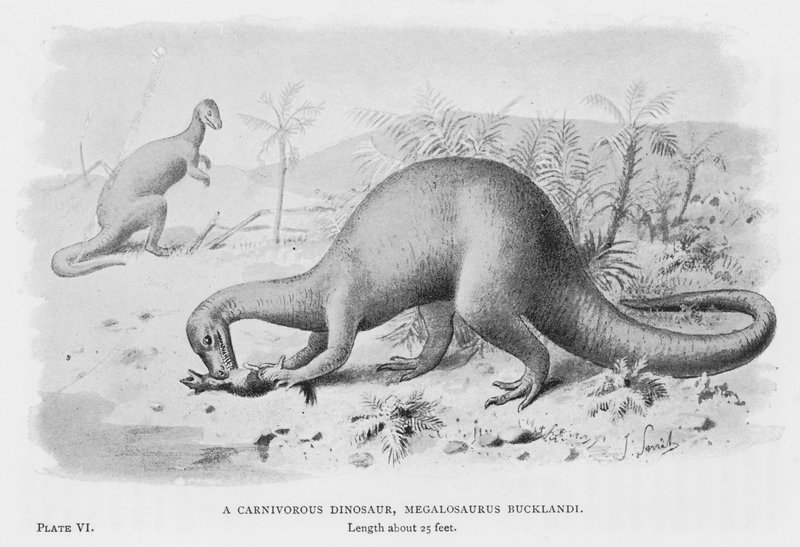 Masožravý dinosaurus, Megalosaurus Bucklandi (litho) od European School