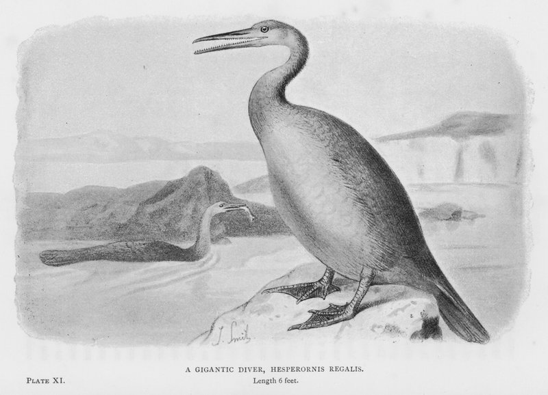 Gigantický potápěč, Hesperornis Regalis (foto) od European School