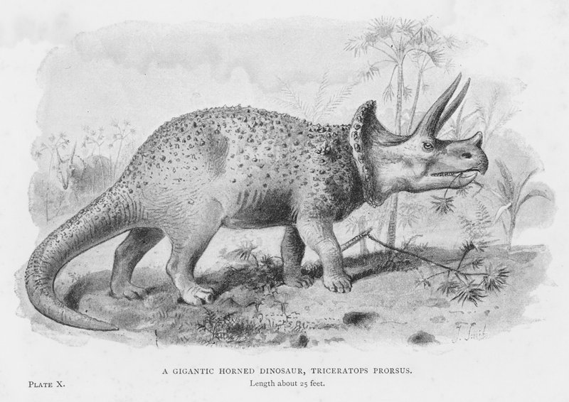 Gigantický rohatý dinosaurus, Triceratops Prorsus (litho) od European School