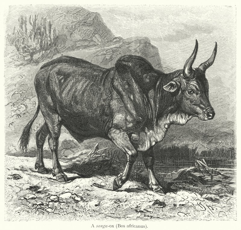 Sanga-ox, Bos africanus (rytina) od European School