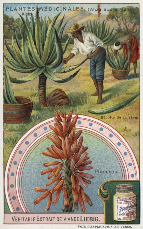 Aloe: sklizeň mízy od European School