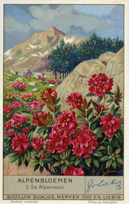 Alpenrose (Rhododendron ferrugineum) (chromolit) od European School