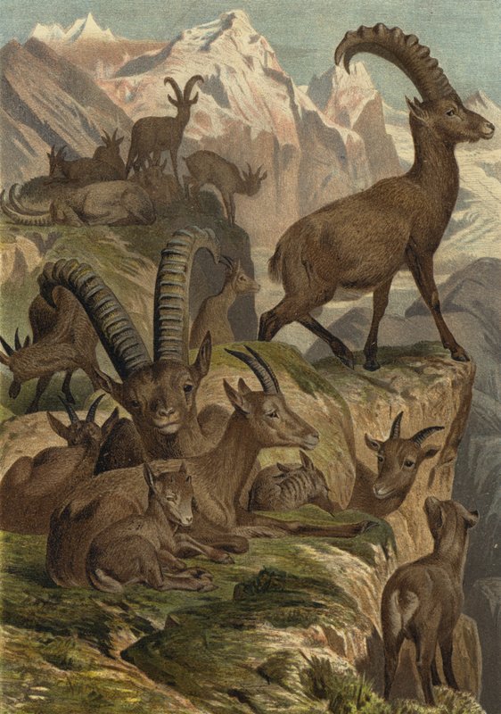 Alpensteinbock od European School