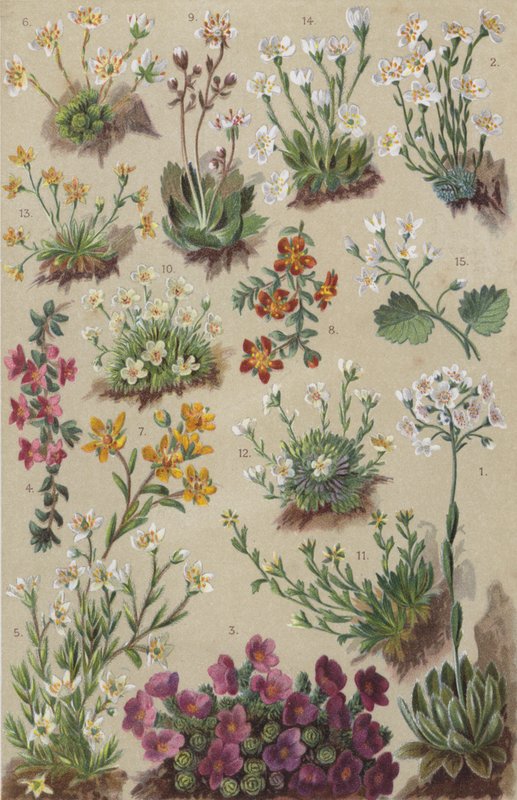 Alpská flóra (chromolitho) od European School