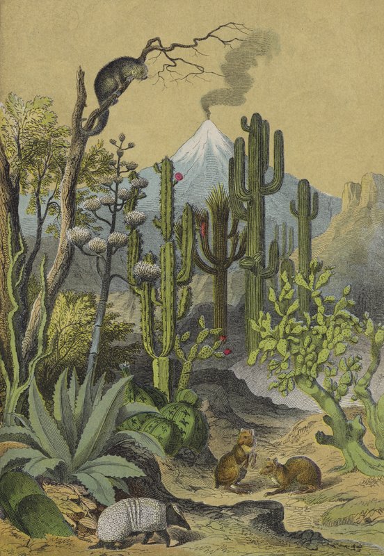 Zvířata a rostliny Mexika (barva litho) od European School