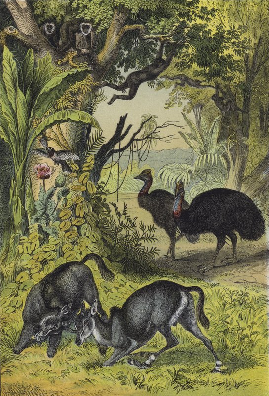 Zvířata a rostliny jižní Asie (barva litho) od European School