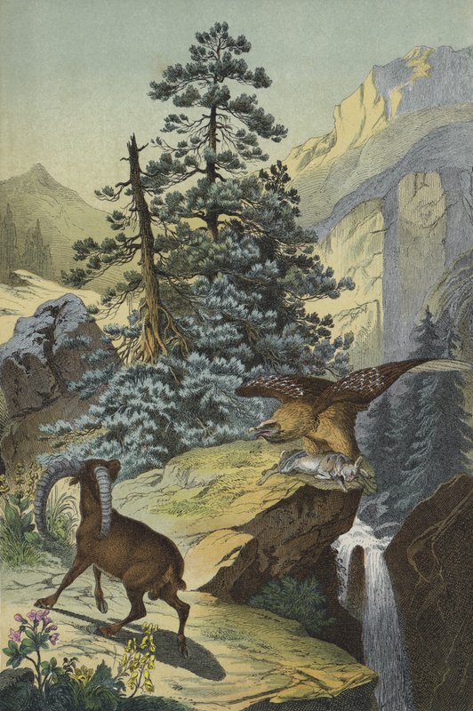 Zvířata a rostliny Alp (barva lito) od European School
