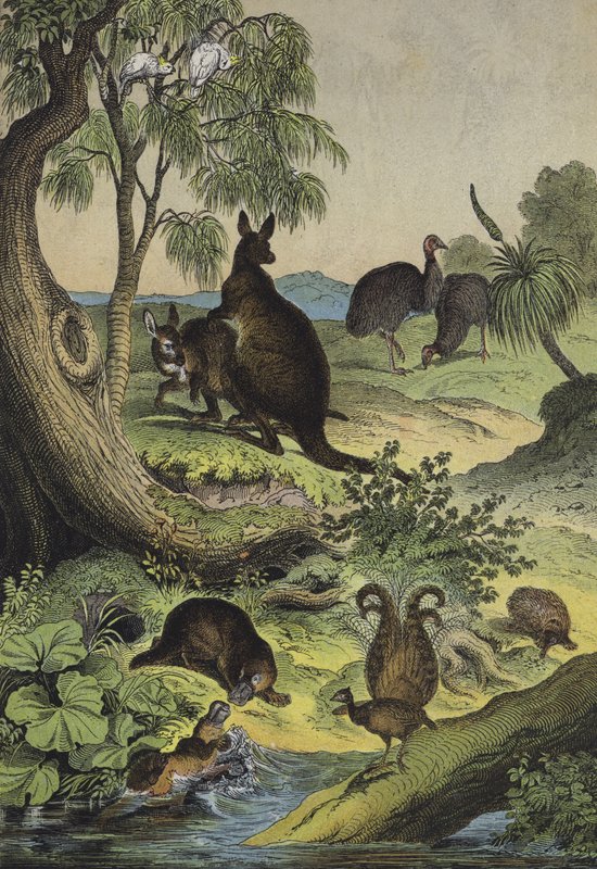 Zvířata a rostliny australského vnitrozemí (barva litho) od European School