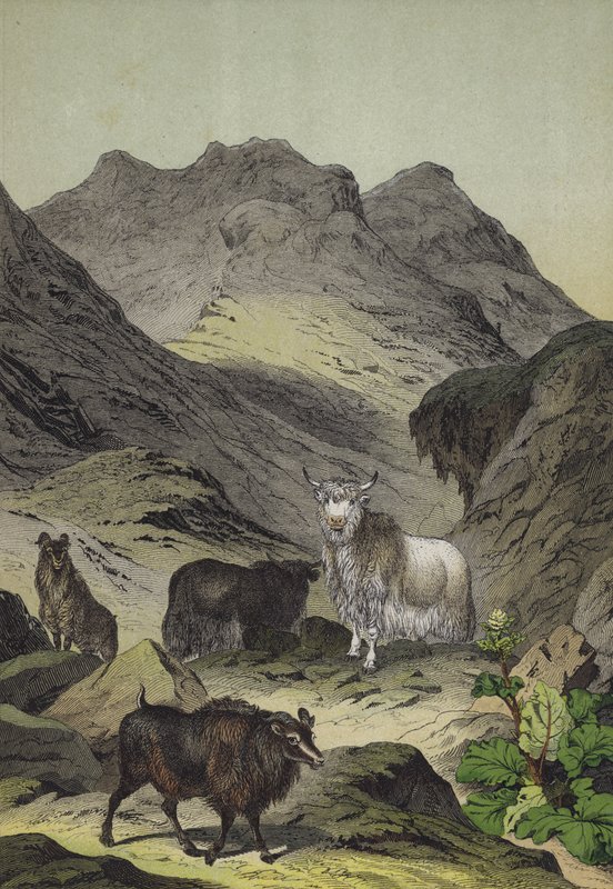 Zvířata a rostliny Tibetské vysočiny (barevné lito) od European School