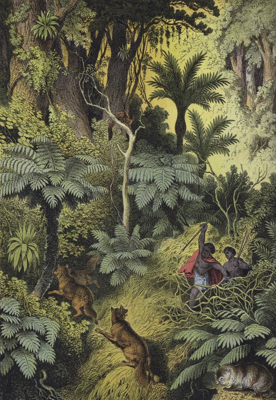 Zvířata a rostliny pobřežních lesů Austrálie (barevná litografie) od European School