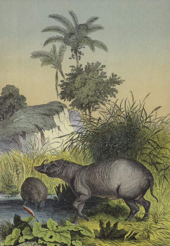 Zvířata a rostliny ostrovů jižní Asie (barva litho) od European School