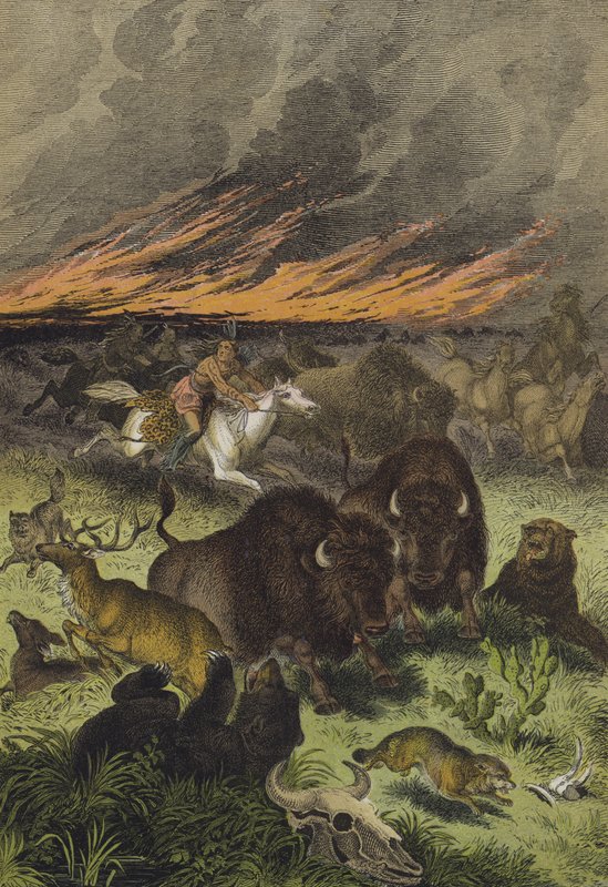 Zvířata severoamerických prérií (barva litho) od European School