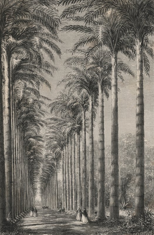 Avenue of Palm Trees V Botanické zahradě Rio-De-Janeiro (rytina) od European School