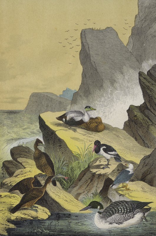 Ptáci na mořských pobřežích severní Evropy (barva litho) od European School