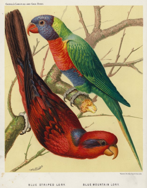 Lory modropruhý, Lory modrohorský (barevná litografie) od European School