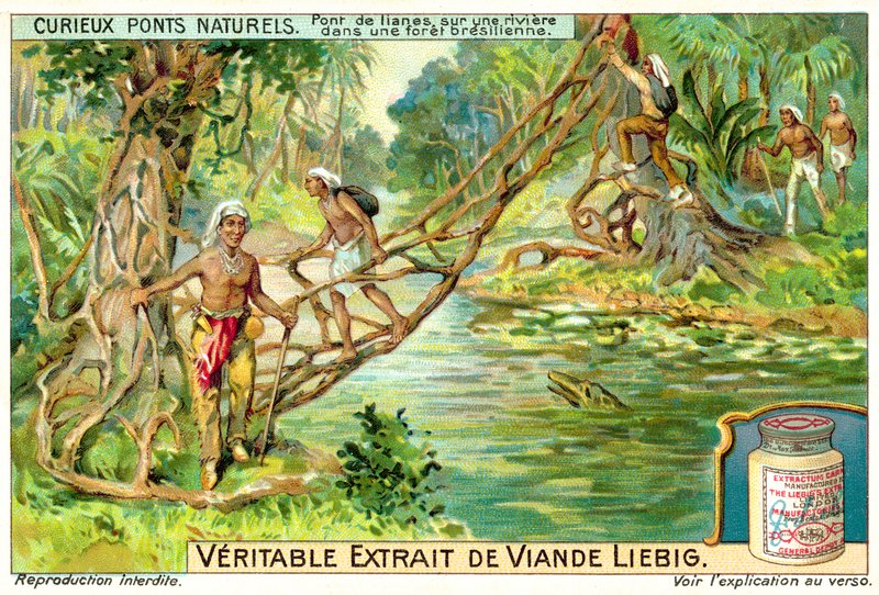 Most tvořený liány přes řeku v brazilském deštném pralese (chromolitho) od European School