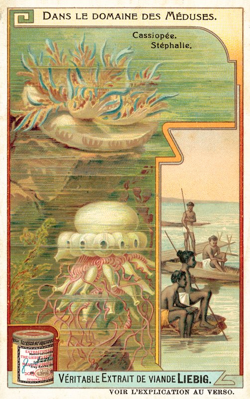Cassiopeia a Stephalia (chromolitho) od European School