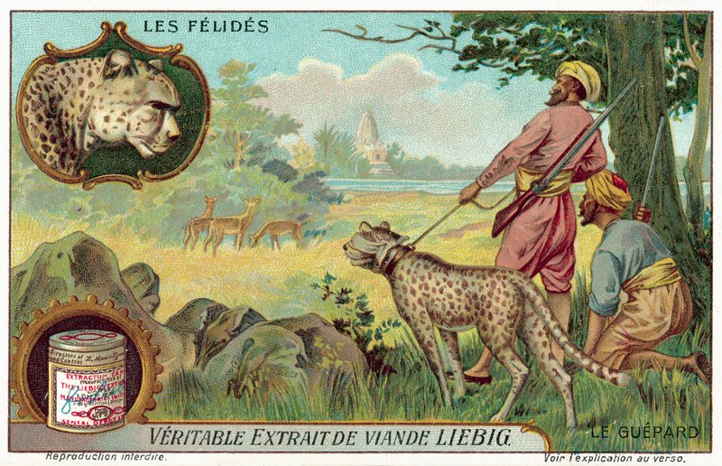 Gepard (chromolitho) od European School