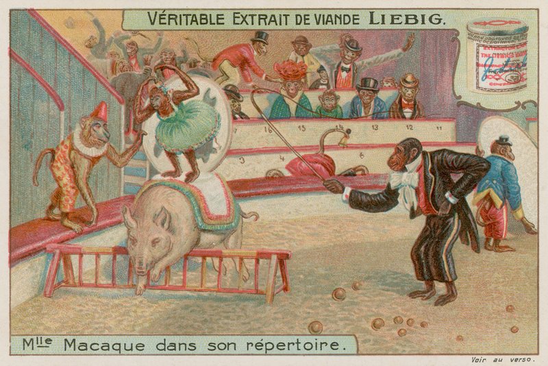Cirkus opic od European School