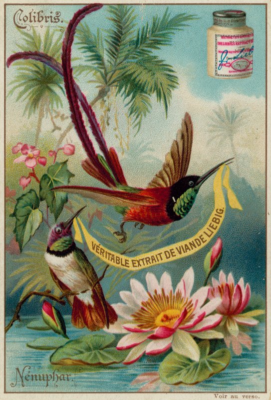 Colibris a Nenuphar od European School