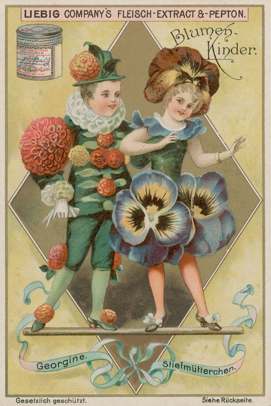 Dahlia a Pansy od European School