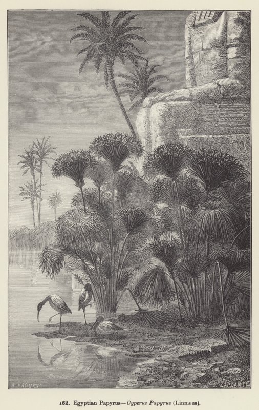 Egyptský papyrus, Cyperus Papyrus, Linné (rytina) od European School