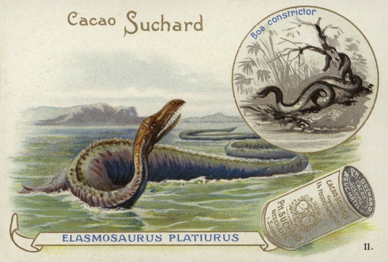 Elasmosaurus a hroznýš obecný od European School