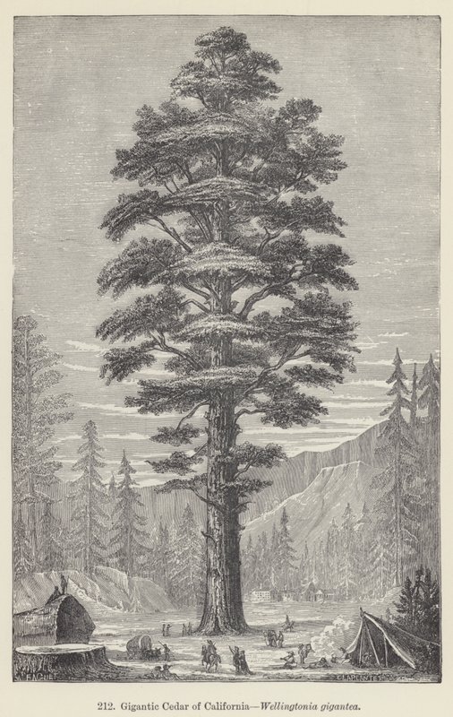 Gigantický cedr z Kalifornie, Wellingtonia gigantea (rytina) od European School