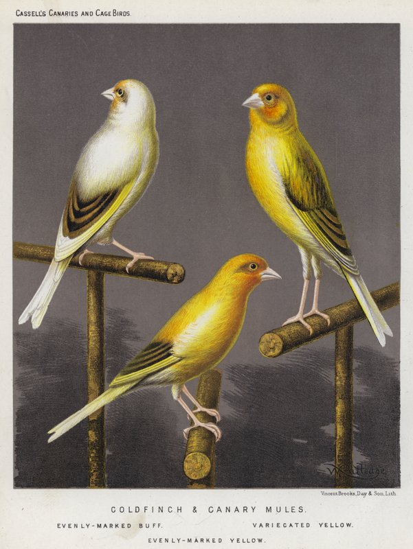 Goldfinch a Canary Mules, Evenly-Marked Buff, Variecated Yellow, Evenly-Marked Yellow (barevná litografie) od European School