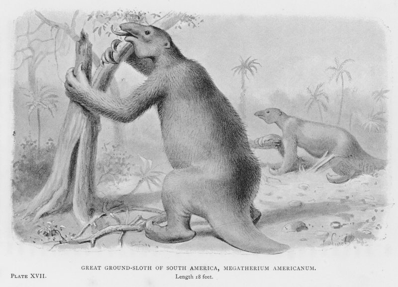 Velký pozemský lenochod Jižní Ameriky, Megatherium Americanum (litho) od European School