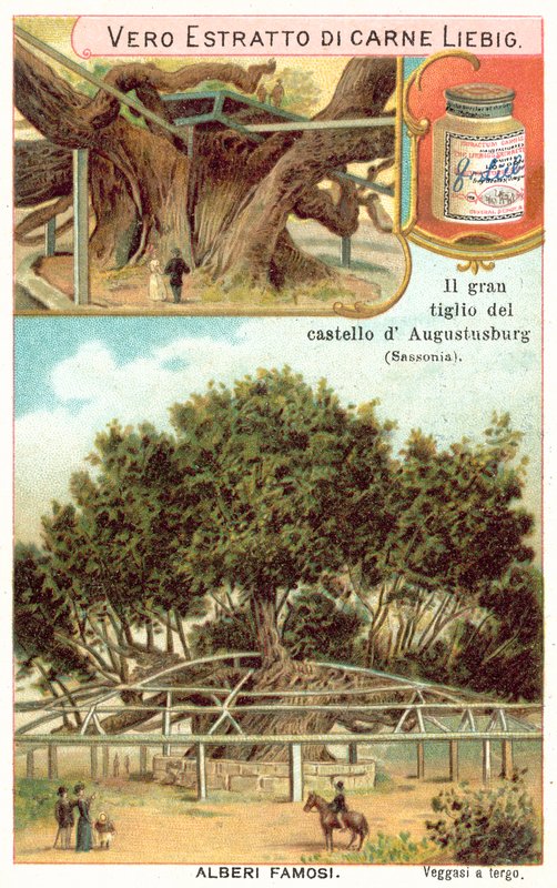 Velká lípa v areálu loveckého zámečku Augustusburg, Sasko, Německo (chromolitho) od European School