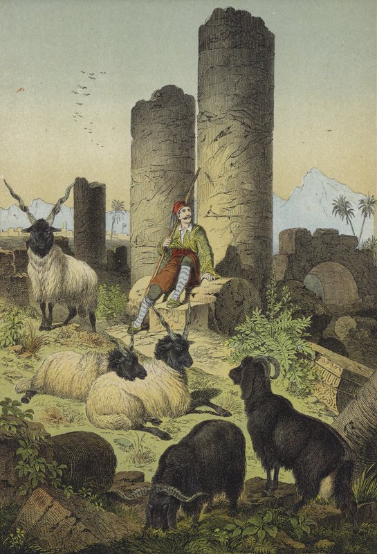 Řecký pastýř s valašskými ovcemi a syrskými kozami (barevná litografie) od European School