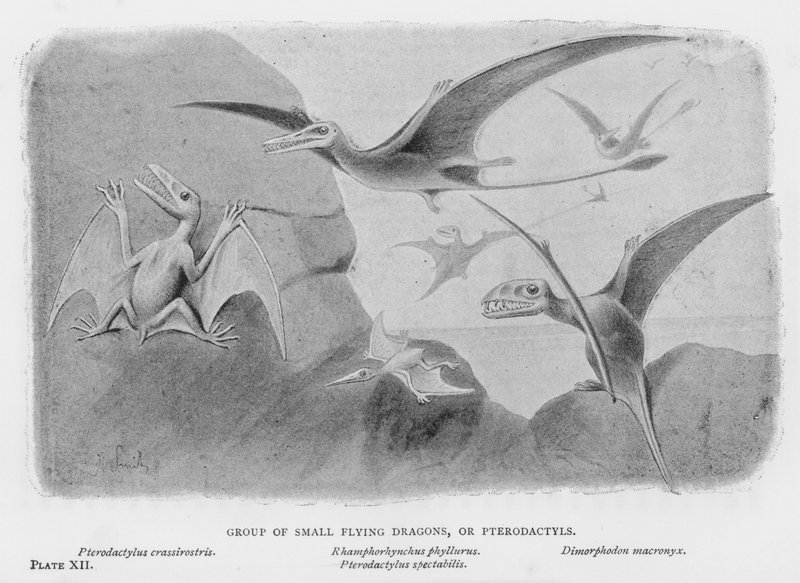 Skupina malých létajících draků nebo pterodaktylů (litho) od European School