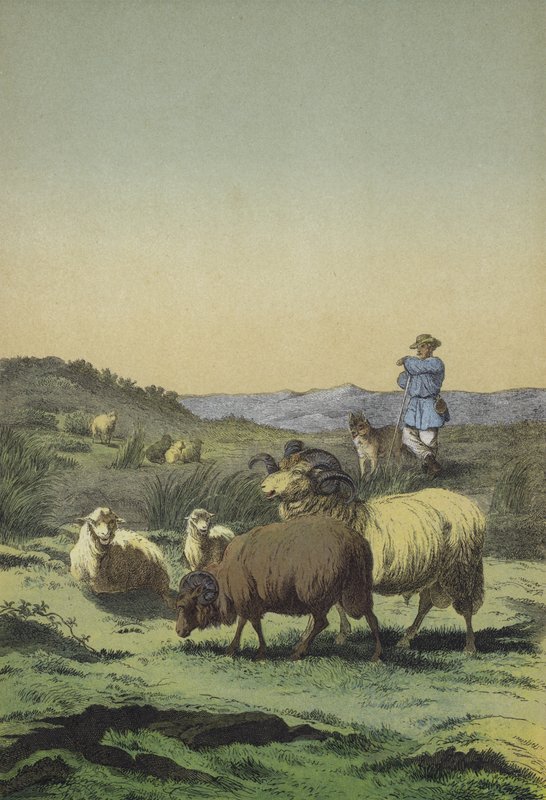Vřesoviště střední Evropy: pastevecký a ovčácký pes s ovcemi Moorland a Merino (barva litho) od European School