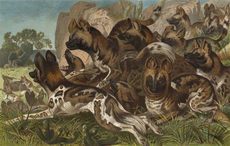 Hianenhund od European School